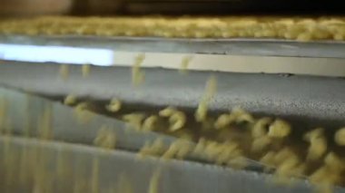 Makarna, makarna, noodle, spagetti üretim hattı. Yüzey üzerinde netlike kumaş ile kaplı konveyör bant aşağı hareket makarna parçaları yakın. Çiğ spagetti bir konveyör üzerinde hareket ediyor.