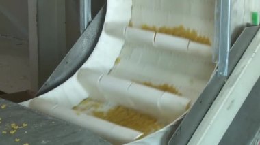 Çiğ spagetti bir konveyör üzerinde hareket ediyor