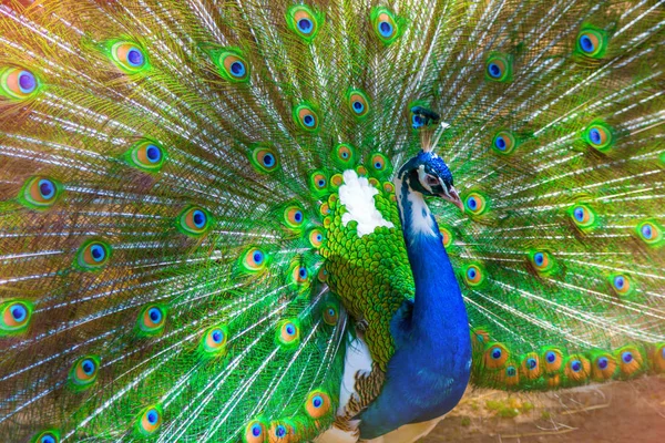 Retrato de hermoso pavo real con plumas. — Foto de Stock