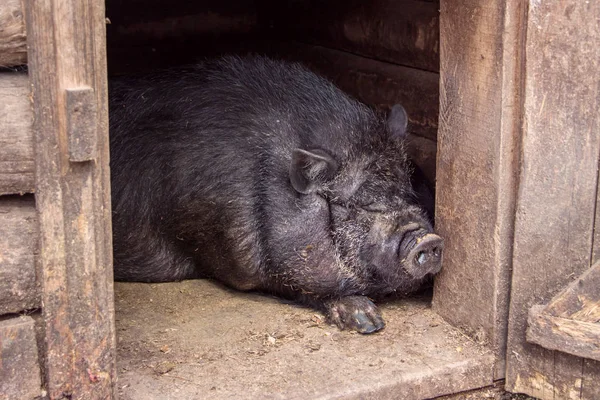 Big Black Pig sleeping in sty at farm.