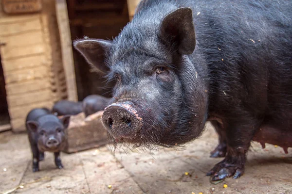 Cerda negra con lechones en una granja . — Foto de Stock