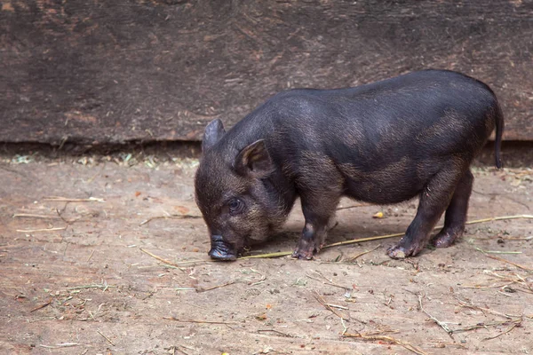 Cerdos pequeños en la granja — Foto de Stock