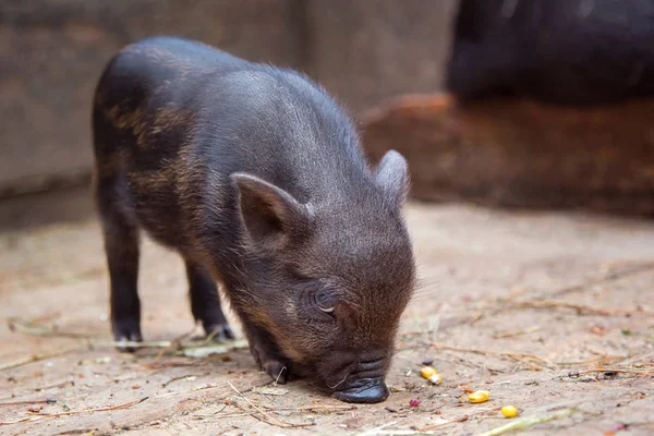 Pequeño bebé Cerdo Negro en pocilga en la granja . — Foto de Stock