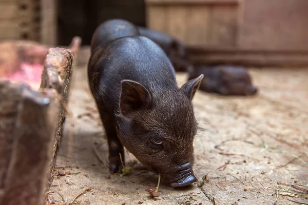 Mini lechón negro comiendo . — Foto de Stock