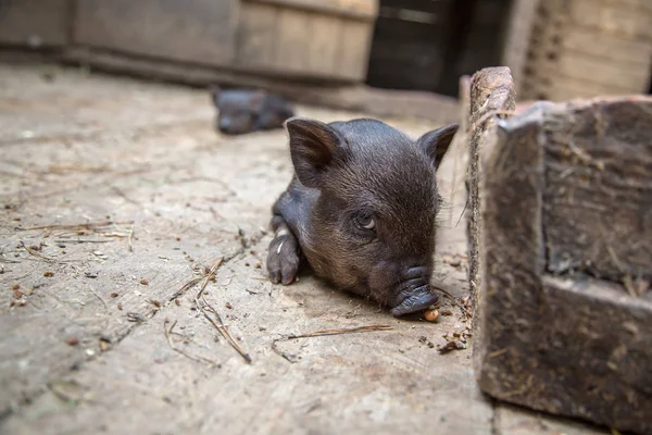 Negro mini cerdo de la raza vietnamita en sty . — Foto de Stock