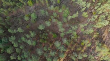 Yeşil çam ormanı, manzaranın üstünde