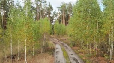 Küçük huş ağaçları arasında yol boyunca ilerlemek.