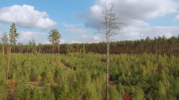 Drone απογειώνεται πάνω από τα νεαρά δάση με μικρά δέντρα — Αρχείο Βίντεο