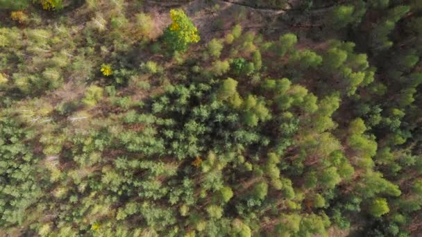 Pine forest with paths and edges, view from top — Stock Video