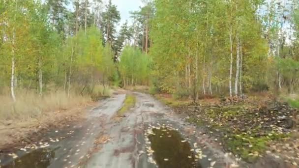 Uma estrada de areia de terra com poças leva à floresta . — Vídeo de Stock