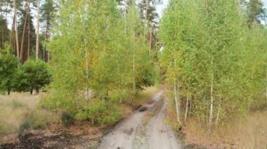 Uzun kozalaklı ağaçların yanında huş fideleri.
