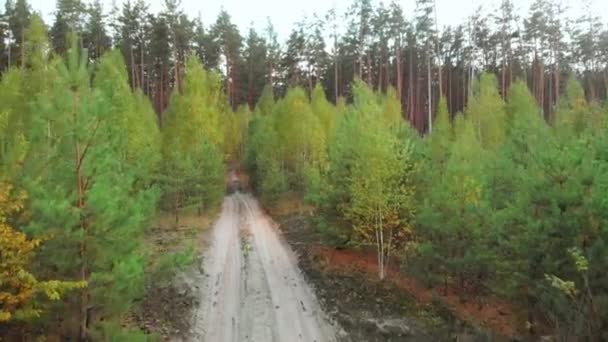 Aerial view flying over coniferous forest road. — Stock Video