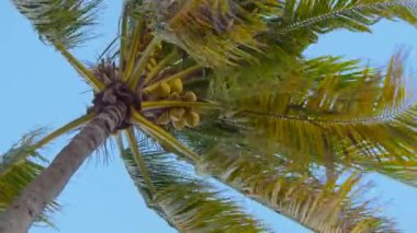 Mavi gökyüzüne karşı hindistan cevizi ağacının alt görüntüsü.