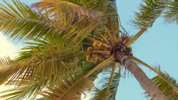 Palmer med kokosnötter sett nerifrån — Stockvideo