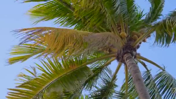 Widok z dołu pęd palm z kokosami — Wideo stockowe
