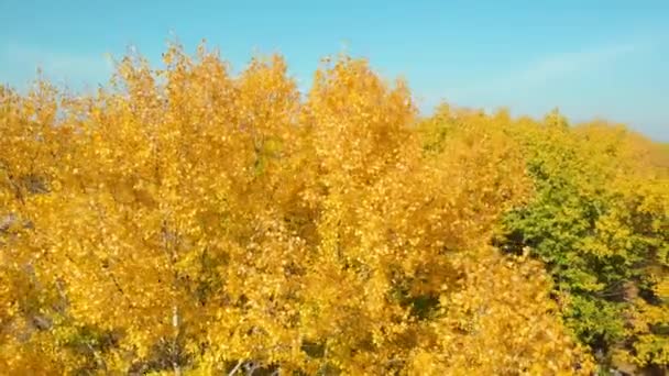 Baumwipfel mit gelben Blättern an einem sonnigen Tag — Stockvideo