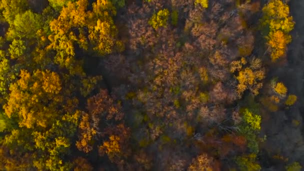 Vista aerea dall'alto degli alberi autunnali nella foresta. — Video Stock