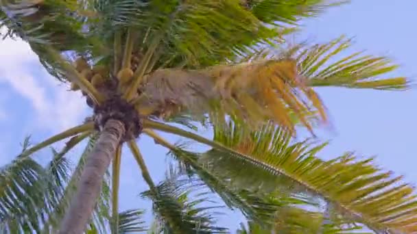 Palmera de coco con cocos en tiempo ventoso — Vídeo de stock