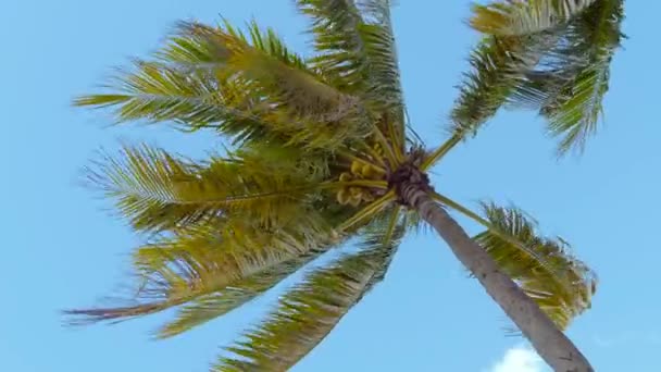 Vista in basso di un albero di cocco contro un cielo blu. — Video Stock