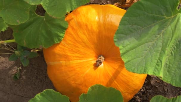 Pumpa på landsbygden. Ovanifrån, zooma in — Stockvideo