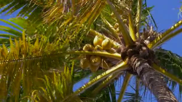 Vista inferior de una palmera de coco, vista de cerca — Vídeo de stock