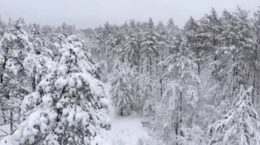 Kış ormanı çamları, havadan aşağı hareket.