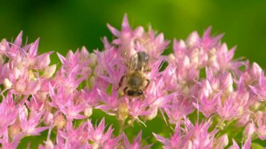 Arı çiçek açan pembe çiçeğin nektarını toplar.