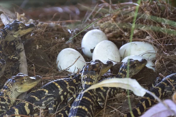 Alligator Nouveau Ne Pres De L Oeuf Pondu Dans Le Nid Les Petits Bebes Crocodiles Eclosent Des œufs Un Bebe Alligator Vient D Eclos D Oeuf Des Nouveau Nes Alligators Emergent Portrait Amphibien Stock Alligator Nouveau Ne Pres De L Oeuf Pondu Dans Le Nid Les Petits Bebes Crocodiles Eclosent Des œufs Un Bebe Alligator Vient D Eclos D Oeuf Des Nouveau Nes Alligators Emergent Portrait Amphibien Stock