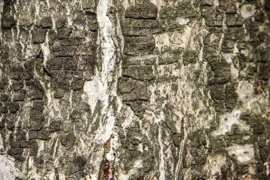 Eski ağaç Birch yakın çekim doku