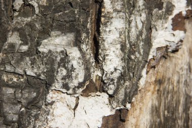 Eski ağaç Birch yakın çekim doku