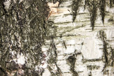 Eski ağaç Birch yakın çekim doku