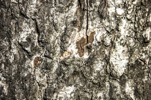 Textura Fechamento Árvore Velha — Fotografia de Stock