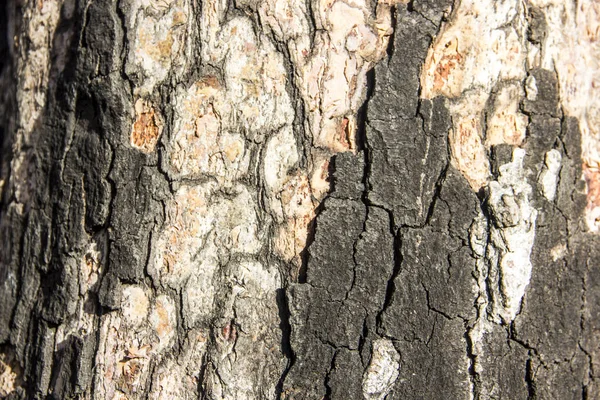 Textura Fechamento Árvore Velha — Fotografia de Stock