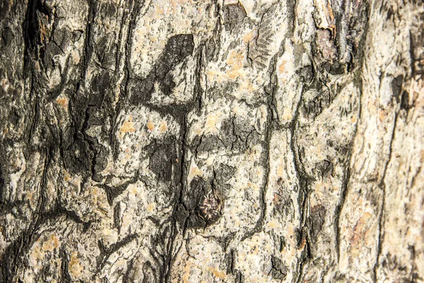 Textura Fechamento Árvore Velha — Fotografia de Stock