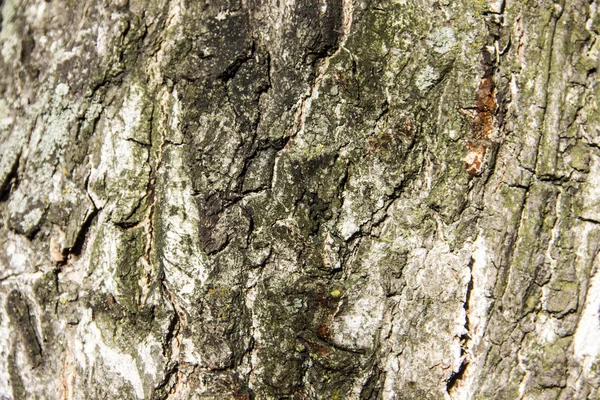 Testura Della Vecchia Chiusura Del Birch Tree — Foto Stock