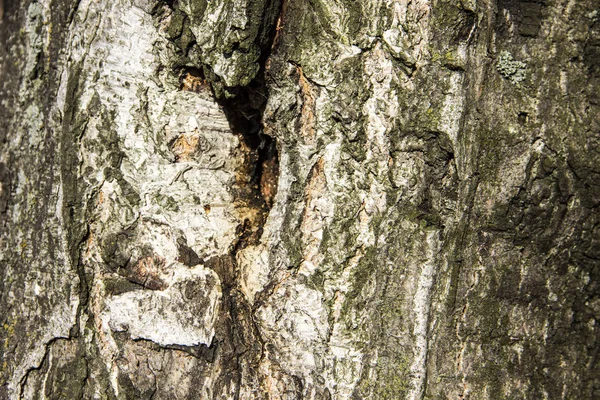 Eski ağaç Birch yakın çekim doku