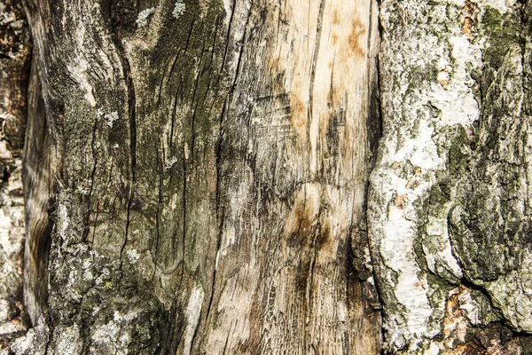 Eski ağaç Birch yakın çekim doku