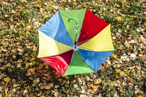 Colored umbrella on the background of yellow leaves