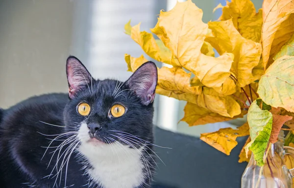 Bir buket sarı yapraklar yanındaki sarı gözlü siyah kedi