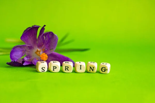 クロッカスの花と春の夢キューブ春から毒の碑文についての背景 春の花と巣箱の背景 — ストック写真