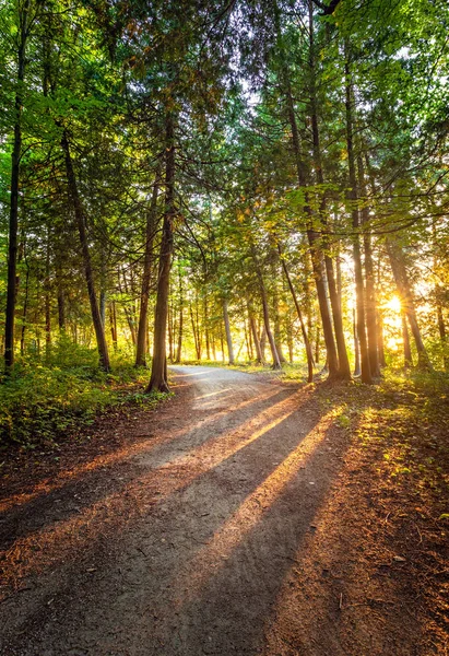 Sunset with sunbeams through the trees on a forest path in Peninsula State Park