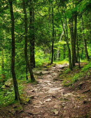 Yaz günbatımı orman Trail