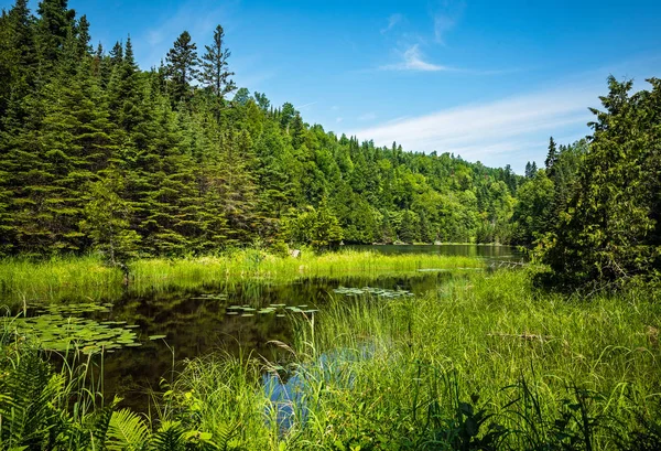 Paysage verdoyant luxuriant sur le lac Talus Randonnée pédestre dans Sleeping Gi — Photo