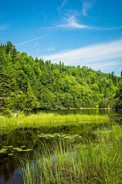 Пишний зелений ліс вид на озеро — стокове фото