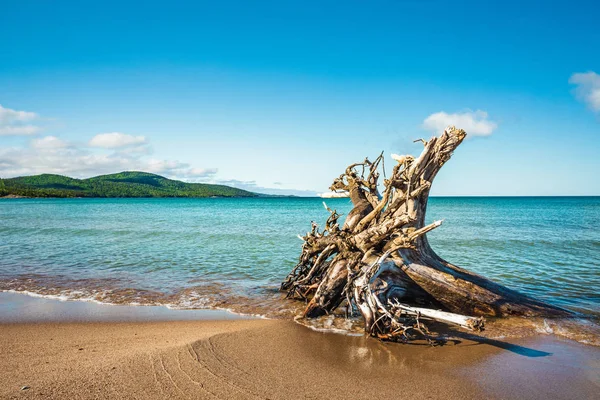 Tronco de madeira à deriva com raízes na praia do Lago Superior em Neys — Fotografia de Stock