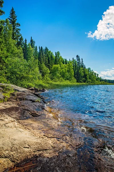 Берегова лінія озера і лісові дерева влітку — стокове фото