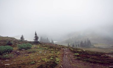 Kalın Sisli Sis orman yolu