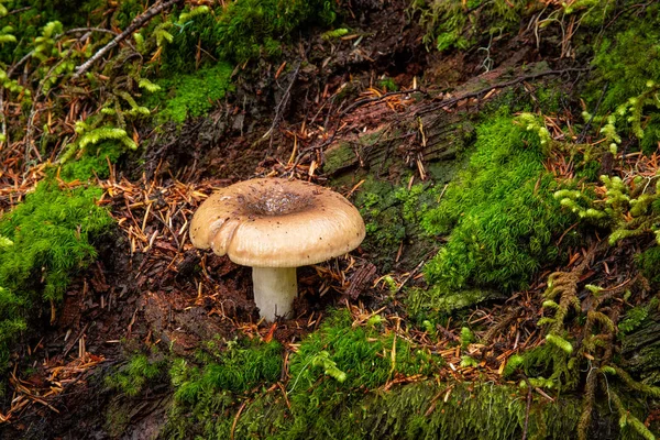 Champignon sauvage poussant parmi la mousse verte sur le sol forestier — Photo