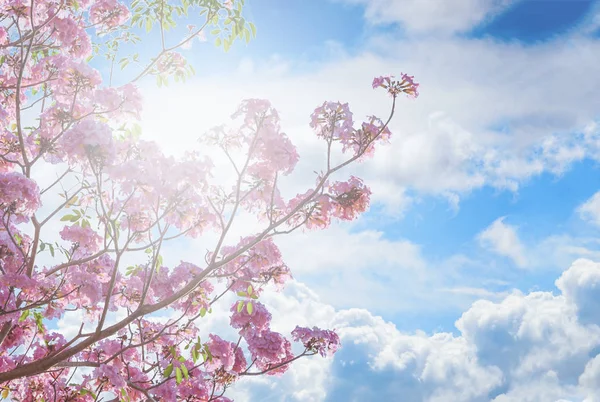 Tebebuia Çiçek Çiçek Pembe Trompet Mavi Gökyüzü Arka Plan Üzerinde — Stok fotoğraf