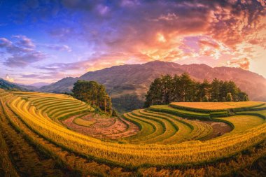 Günbatımı de Mu Cang Chai, Yenbai, Vietnam, çam ağacı ile pirinç tarlaları teraslı.